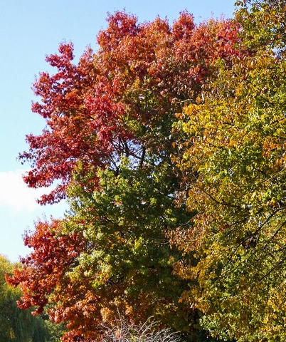 Autumn TurningPhotography by Judy Hofmeyer
